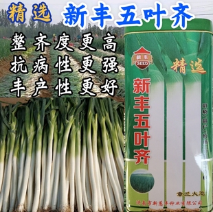 五叶齐大葱种子 章丘大葱种子山东高白抗病铁杆大梧桐大葱种子籽