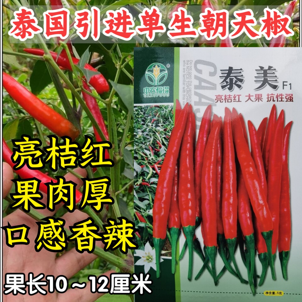 单生泰国大果香高辣泡椒小米辣