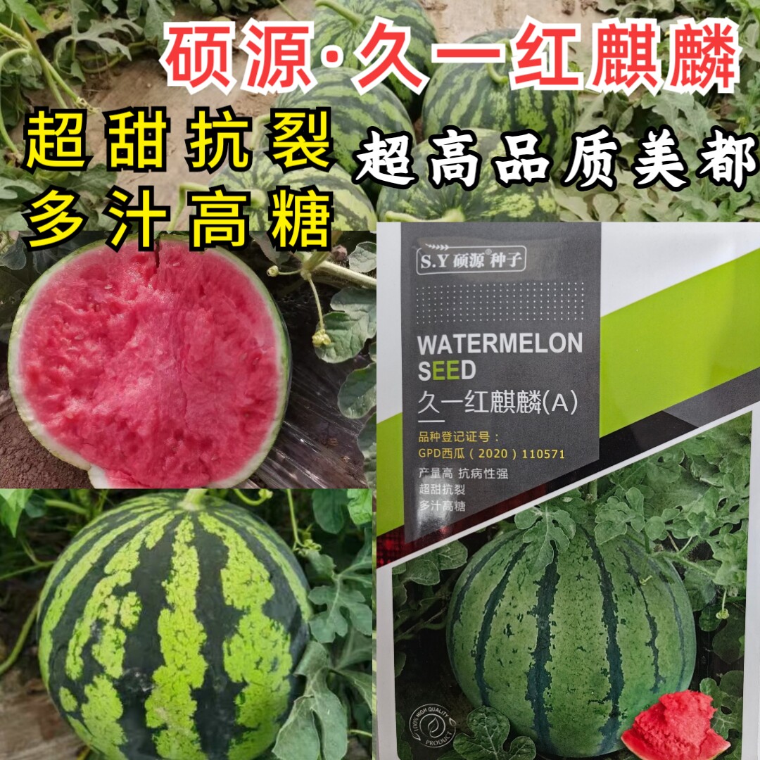 久一红麒麟西瓜种子硕源高品质美都耐裂红瓤大果春夏麒麟西瓜种子