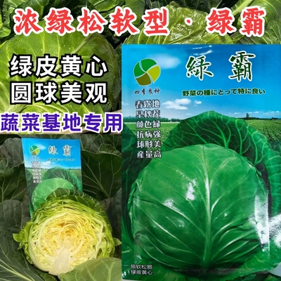 绿霸甘蓝种子圆球浓绿皮黄心暄菜松软耐裂早熟50天春秋甘蓝种子籽