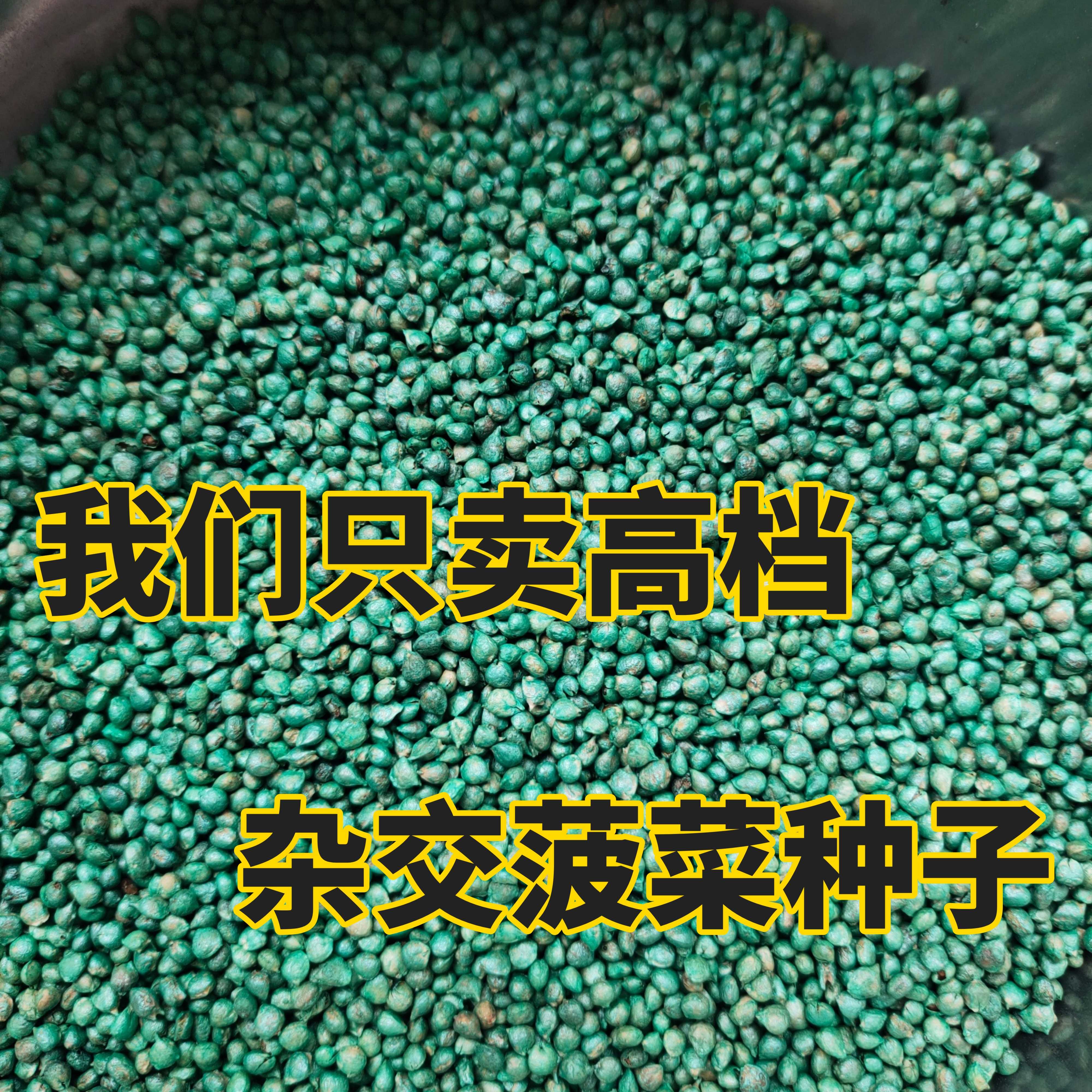 抗病耐寒耐抽越冬黑叶油亮菠菜