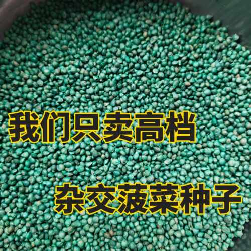 抗病耐寒耐抽越冬黑叶油亮菠菜