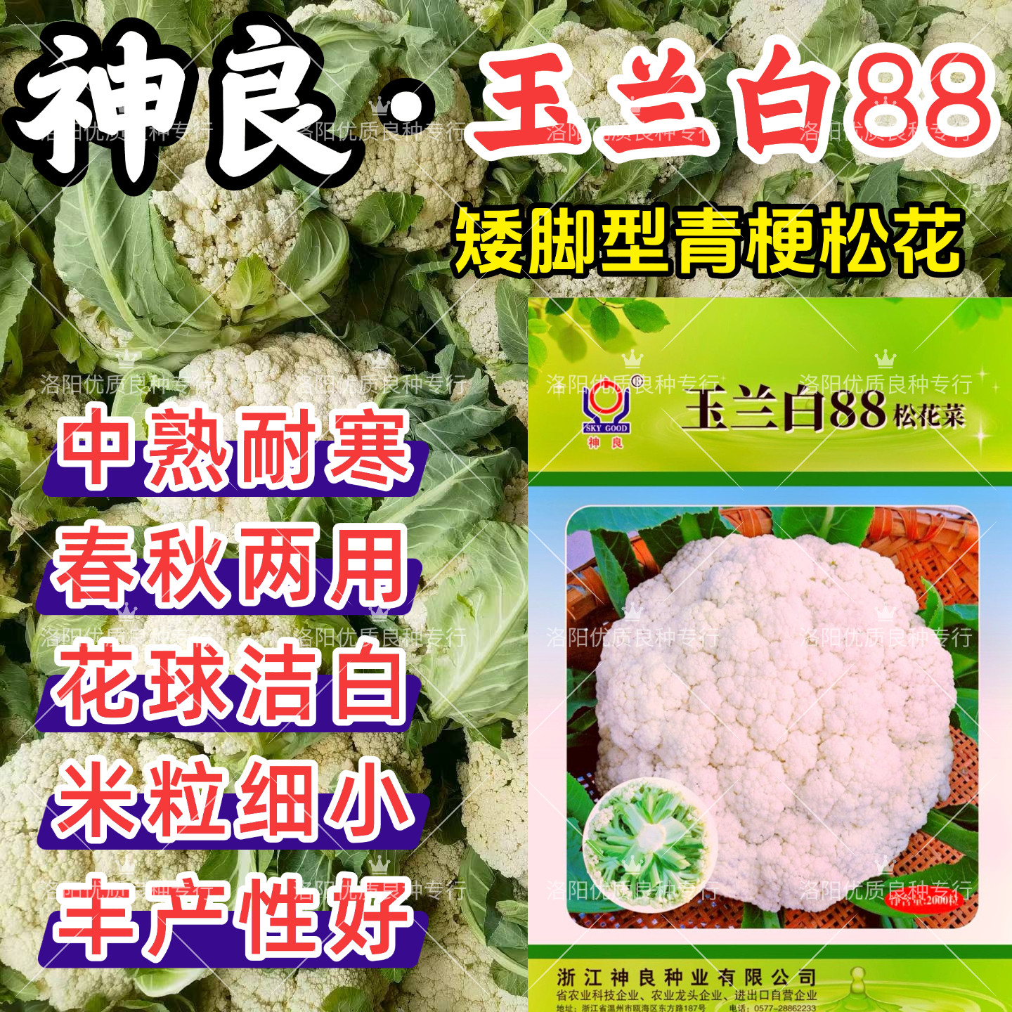 神良玉兰白88松花菜种子矮脚88晚熟耐寒青梗小米粒春秋花椰菜种子