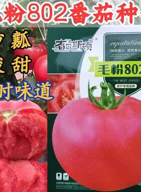 毛粉802番茄种子 沙瓤酸甜口感型番茄西红柿种子非转基因番茄种籽