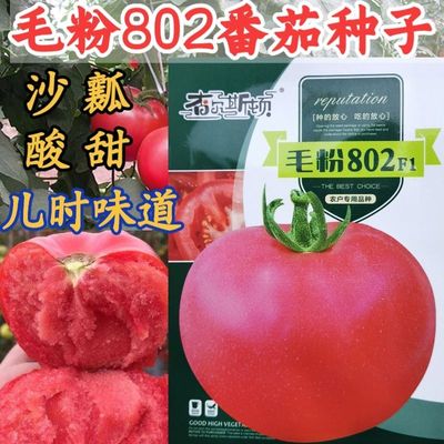 儿时味道沙瓤酸甜口感番茄西红柿