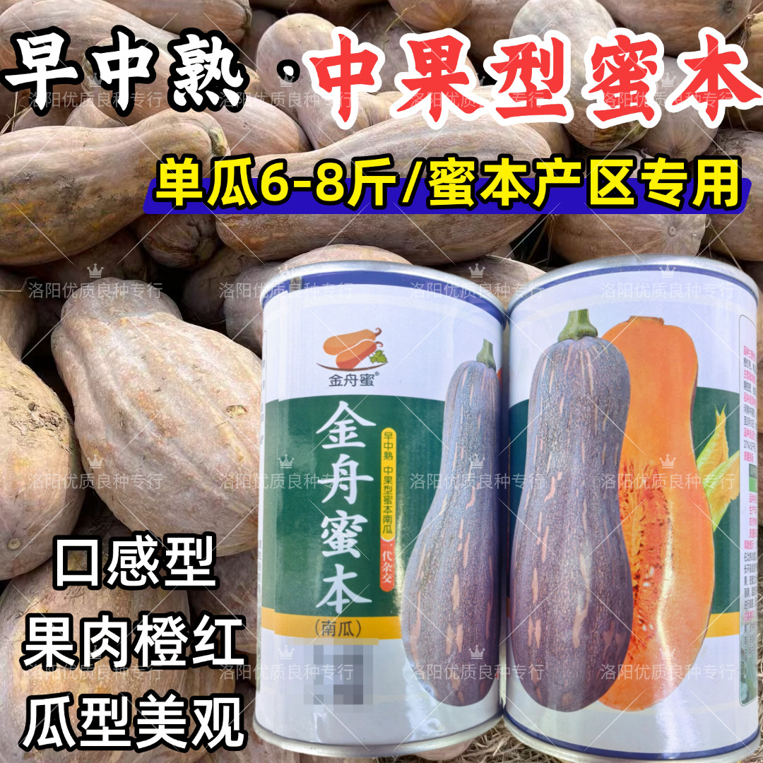 金舟蜜本南瓜种子中早熟蜜本中果口糯甜粉春秋露地蜜本南瓜种子籽