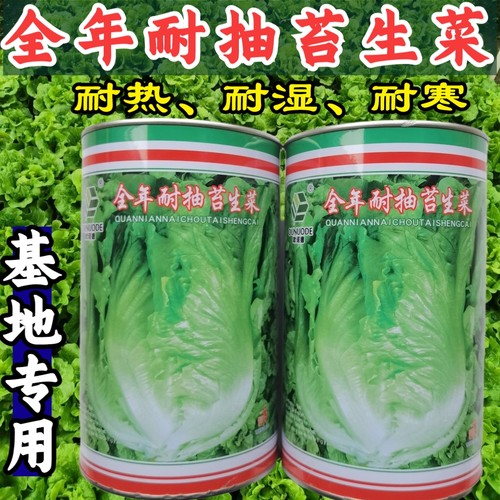 意大利耐热耐寒速生生菜种子茂华