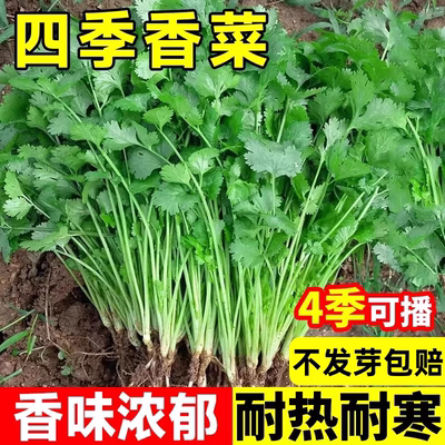 四季阳台种菜大叶芫荽香菜种子春秋冬耐热蔬菜子种盆栽种籽孑菜籽