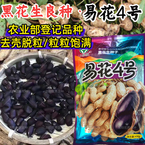 黑花生种子易花4号脱壳手选高产抗病春夏播黑皮花生紫花生种子籽