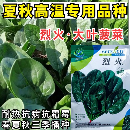 夏播菠菜种子烈火越夏耐热抗高温霜霉病春夏秋耐抽菠菜蔬菜种子籽