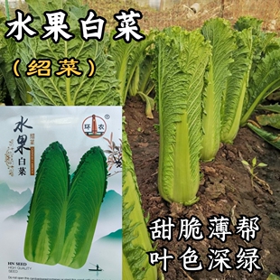 水果白菜种子绍菜种子龙牙白菜甜脆薄叶绿叶青麻叶菜秋蔬菜种籽孑