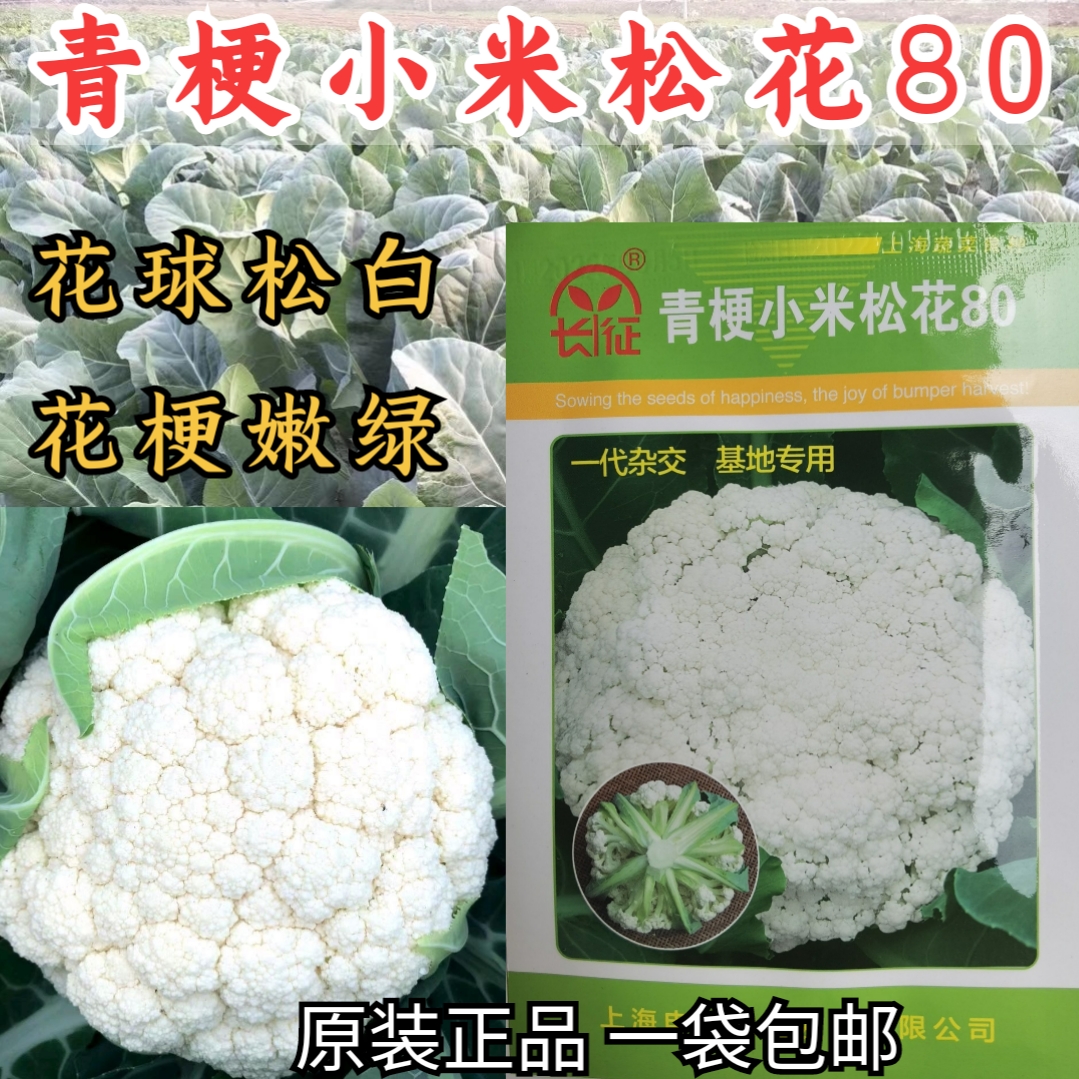 小米松花80松花菜种子 80天青梗松花菜有机菜花种子花菜蔬菜种籽