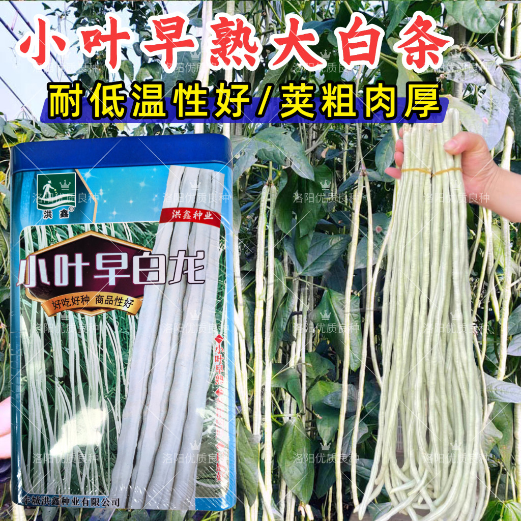 小叶早白龙豇豆种子早熟耐低温白条长豆角高产春秋长白豇豆种子籽