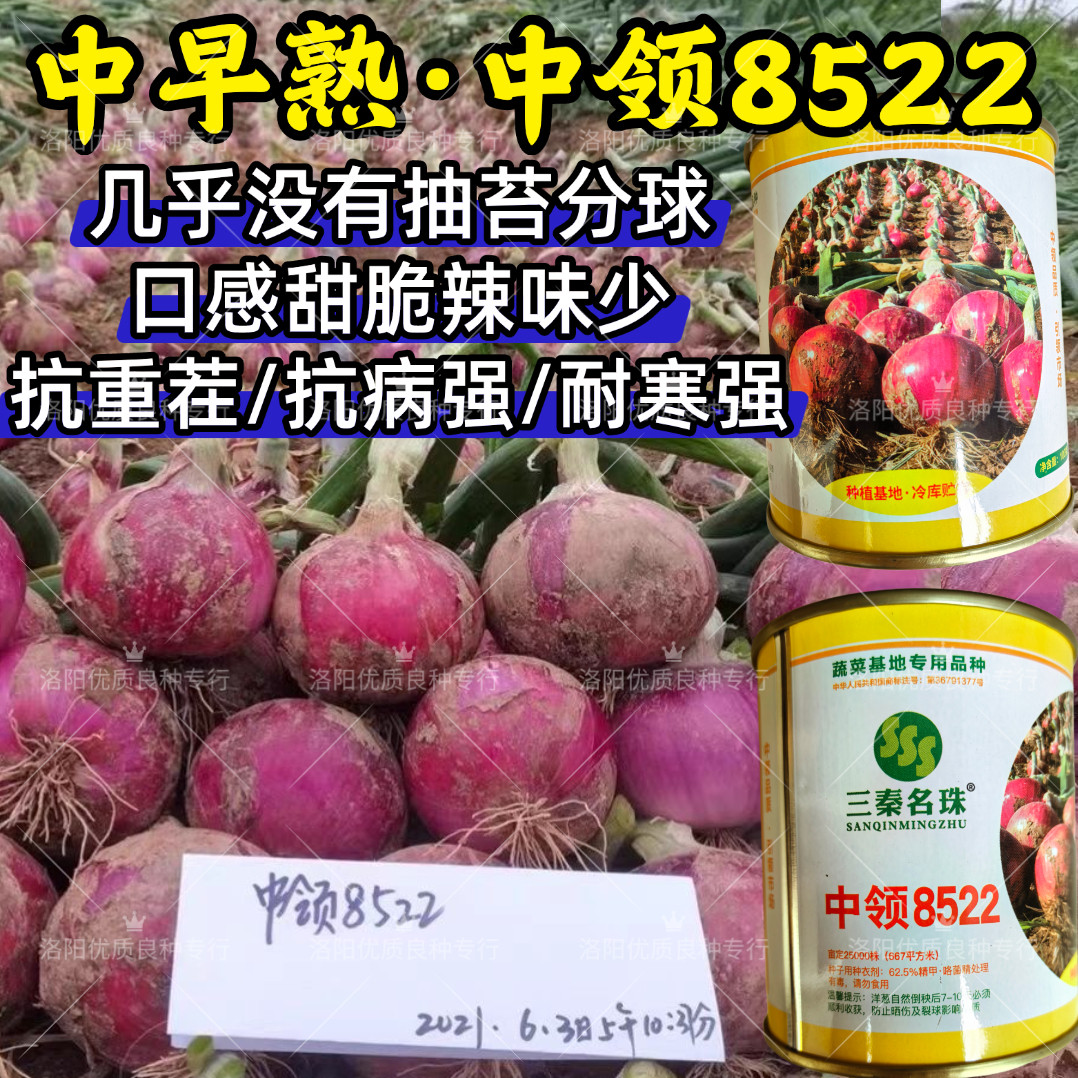 中领8522紫皮扁圆早熟辣甜脆