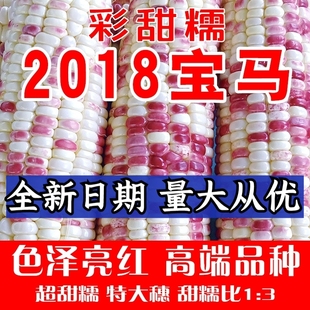 晓富2018宝马彩甜糯玉米种子天贵糯937大棒彩糯玉米花苞谷种子籽