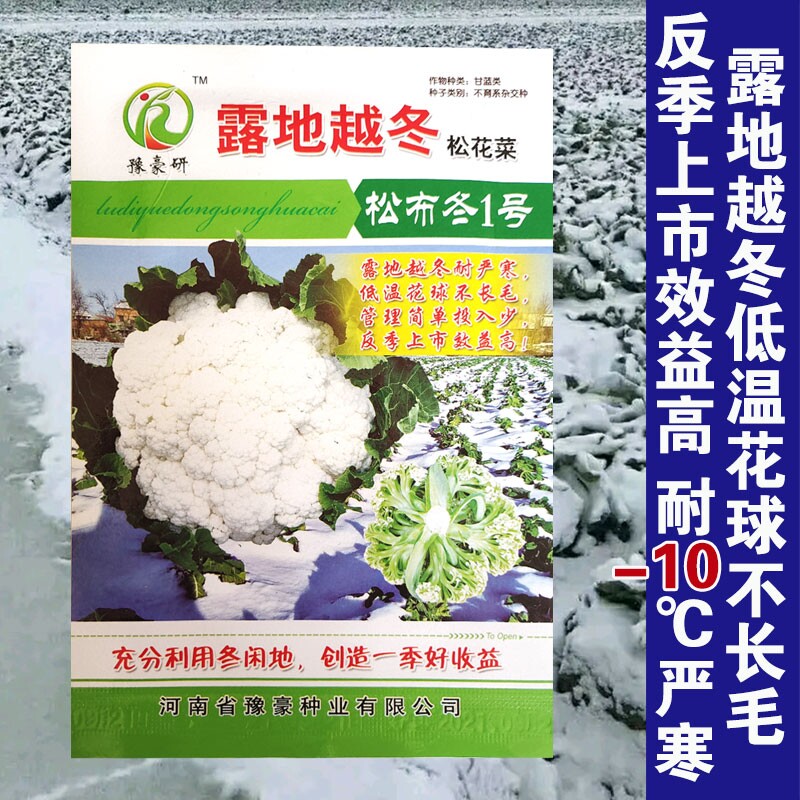 露地越冬松花菜种青梗耐寒耐低温