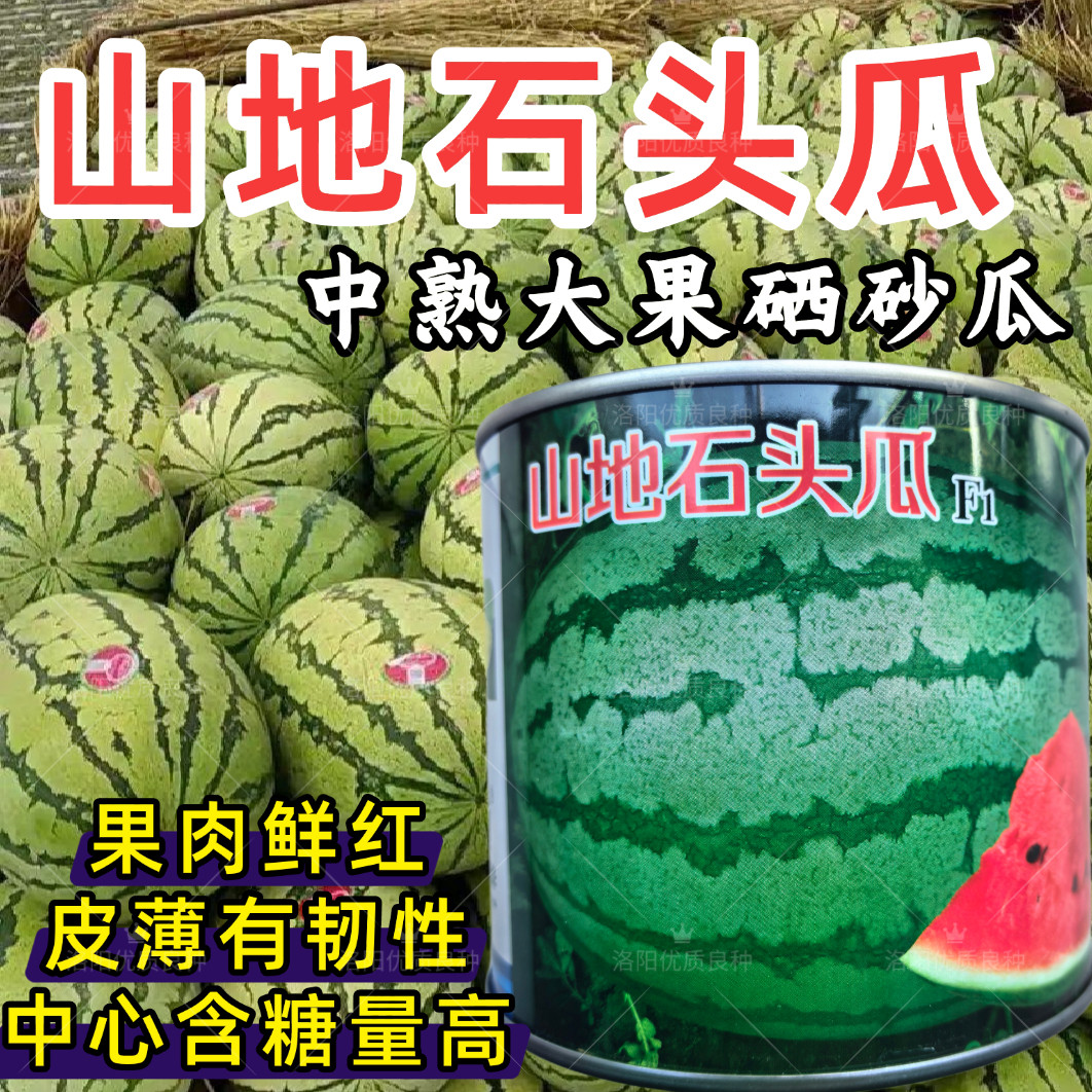 山地石头瓜西瓜种子红瓤中熟硒砂大瓜西瓜皮薄耐裂沙漠西瓜种子籽