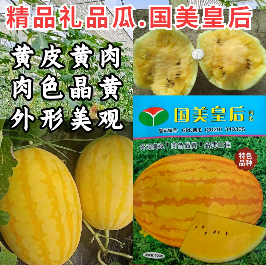 黄皮黄瓤西瓜种子国美皇后冰黄肉淇淋礼品瓜薄皮超甜西瓜种子籽孑