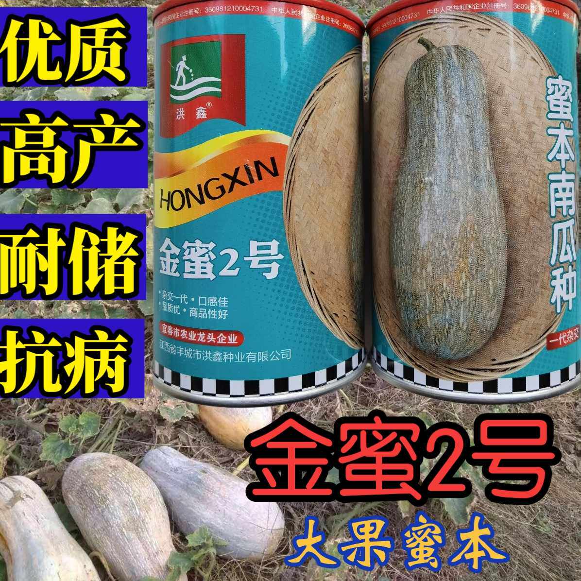 大果南瓜种子超甜秘本高产抗病
