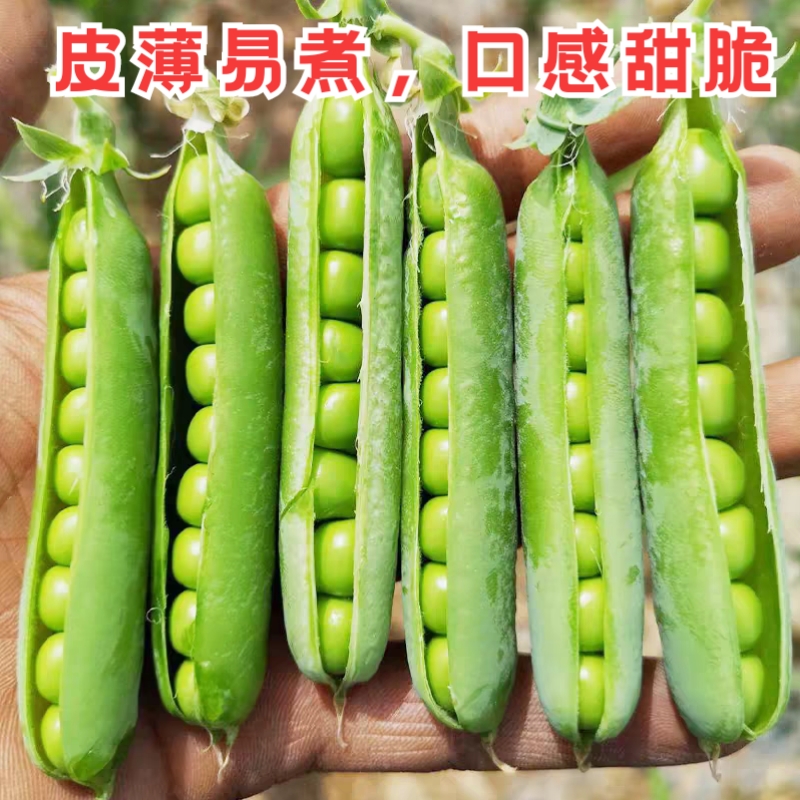 甜脆青豌豆种子豌豆种籽甜苗种豌豆苗尖种蔬菜孑菜豌豆碗豆种子籽