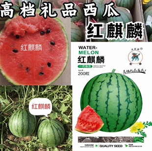 红麒麟礼品西瓜种子迷你小圆瓜超甜高糖绿皮红瓤多汁小西瓜种子籽