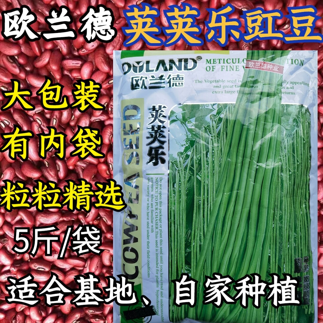 早熟嫩绿高产长豆角种子欧兰德