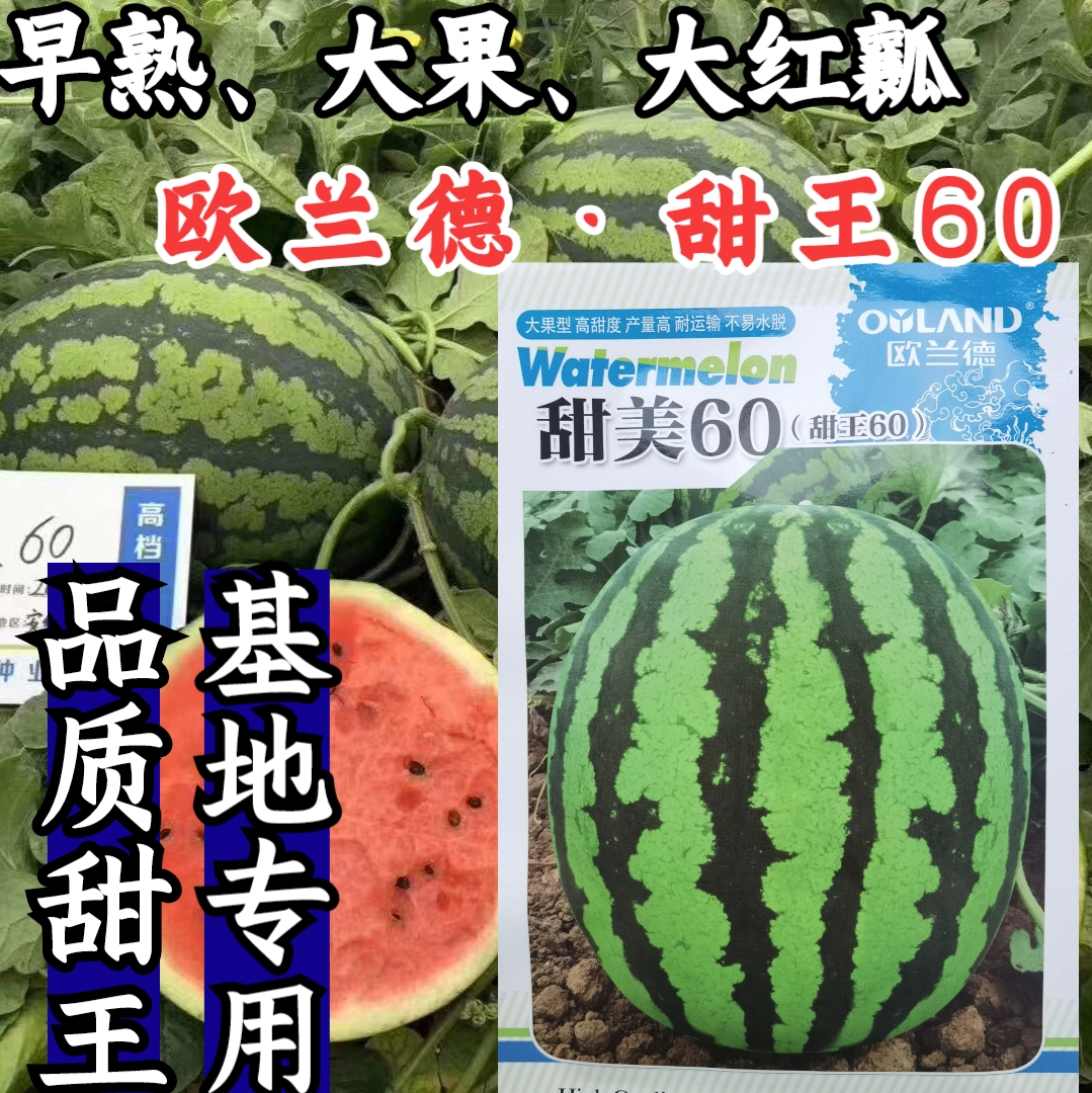 欧兰德西瓜种子早熟西瓜