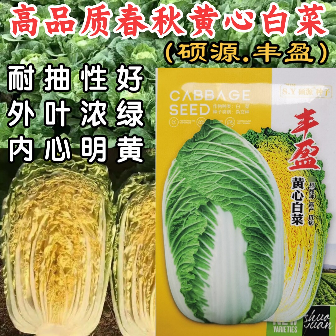 耐抽苔耐寒黄芯白菜硕源