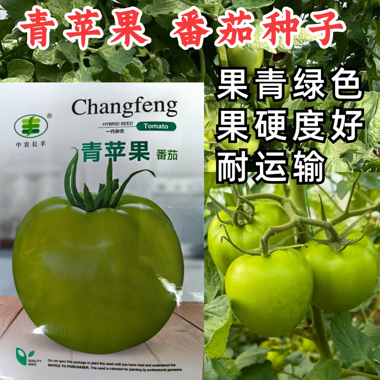青苹果番茄种子青绿皮贼不偷大果硬果耐裂春秋番茄西红柿种子籽孑