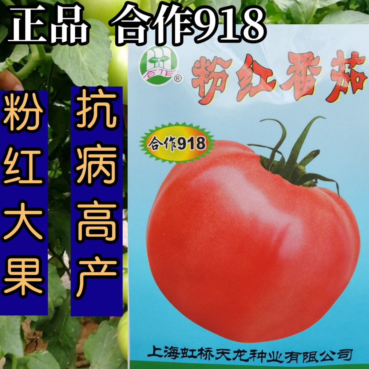 合作918番茄种子 粉红大果西红柿种子籽露地抗病耐裂耐热番茄种子