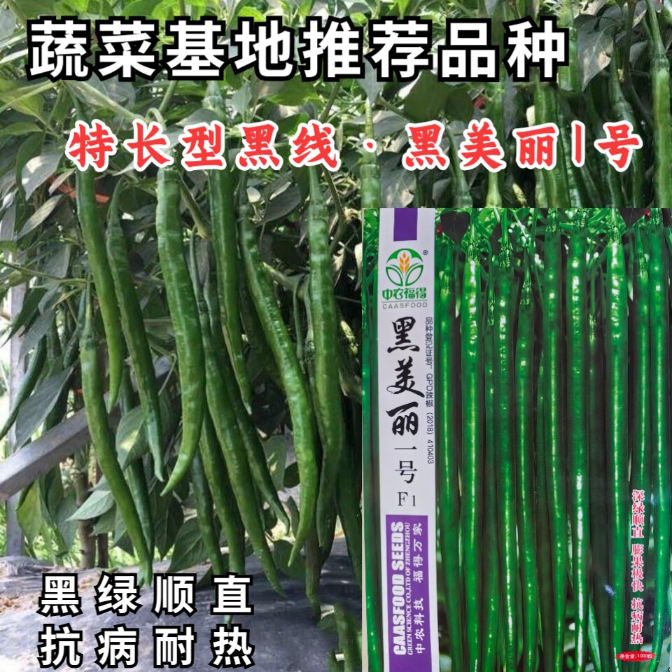 黑美丽一号加长特长耐热深绿线椒