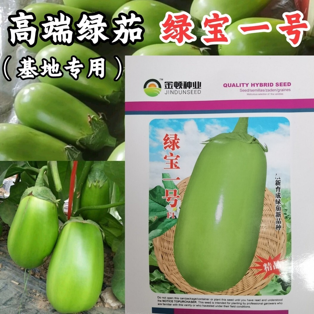 绿宝一号油绿光亮早熟杂交青茄