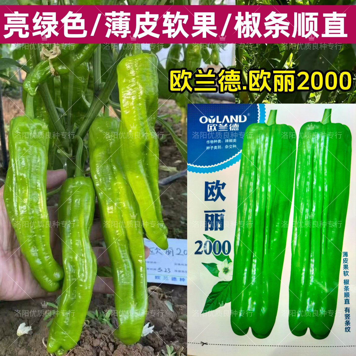 欧丽2000薄皮椒种子大果亮绿皮长灯笼椒泡椒褶皱微辣春秋辣椒种子