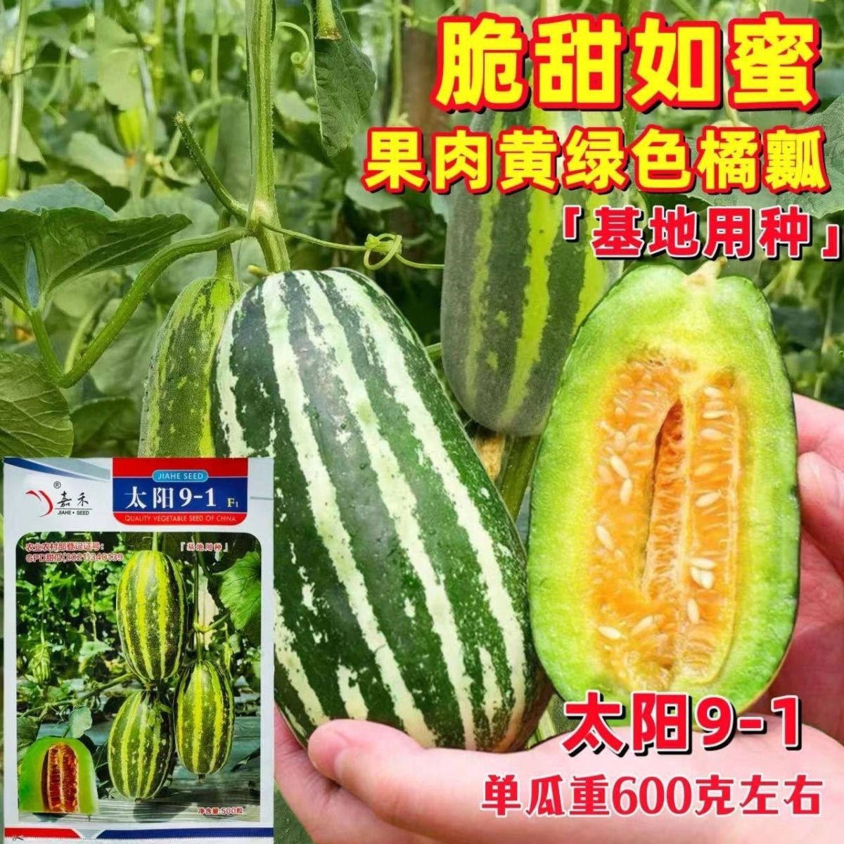 太阳91甜瓜种子博洋91羊角蜜厚肉黄绿色果肉酥脆香甜香瓜种子籽孑