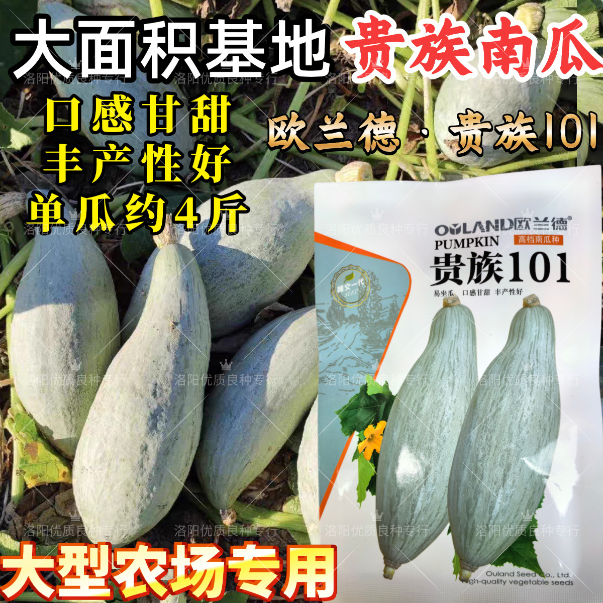 贵族101丑瓜南瓜种子甘面粉糯甜新疆银栗贵族南瓜板栗南瓜种子籽