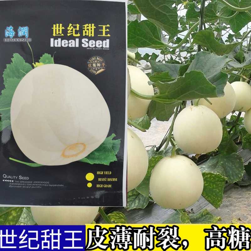 早熟白皮薄皮超甜香瓜种子籽高产