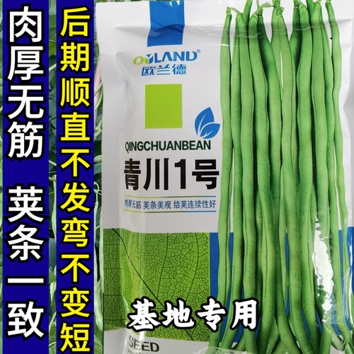 无筋架豆泰国嫩绿皮芸豆四季豆