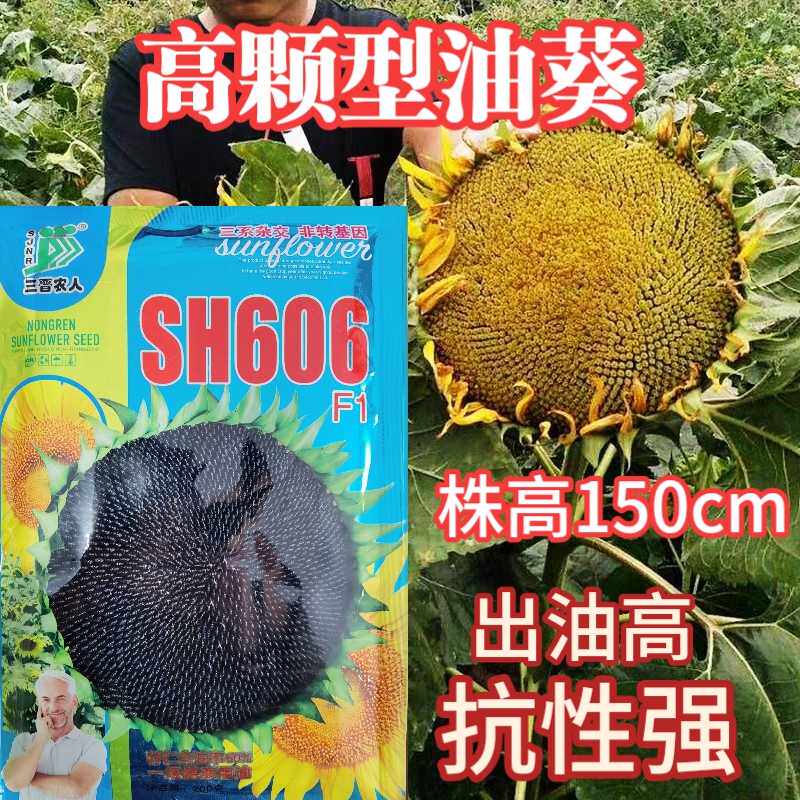 SH606油葵种子 特高产高颗抗倒伏皮薄榨油用油葵向日优质葵种子孑