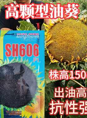 SH606油葵种子 特高产高颗抗倒伏皮薄榨油用油葵向日优质葵种子孑