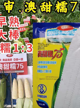 澳甜糯75糯玉米种子 早熟大棒甜加糯春秋白糯粘玉米苞米种子籽孑