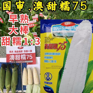澳甜糯75糯玉米种子 早熟大棒甜加糯春秋白糯粘玉米苞米种子籽孑
