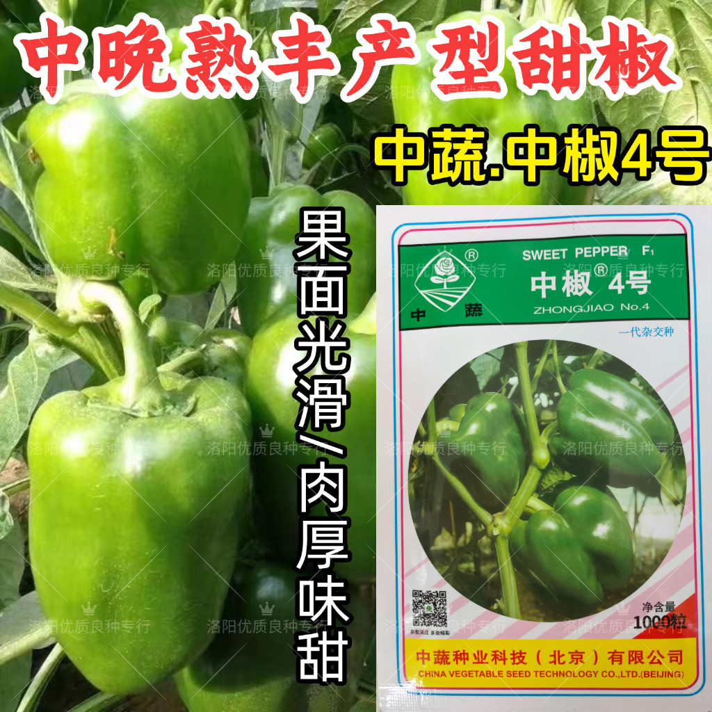 中椒4号甜椒种子中蔬中晚熟大果深绿灯笼椒方椒甜味辣椒种子露地