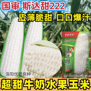水果白甜玉米种子斯达甜222甜脆牛奶玉米多汁皮薄甜糯玉米种子籽