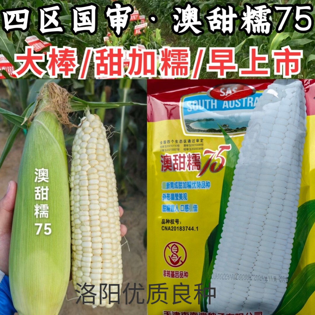 澳甜糯75玉米种子国审早熟甜加糯大棒白糯软糯玉米春秋苞谷种子籽