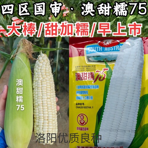 澳甜糯75玉米种子国审早熟甜加糯大棒白糯软糯玉米春秋苞谷种子籽