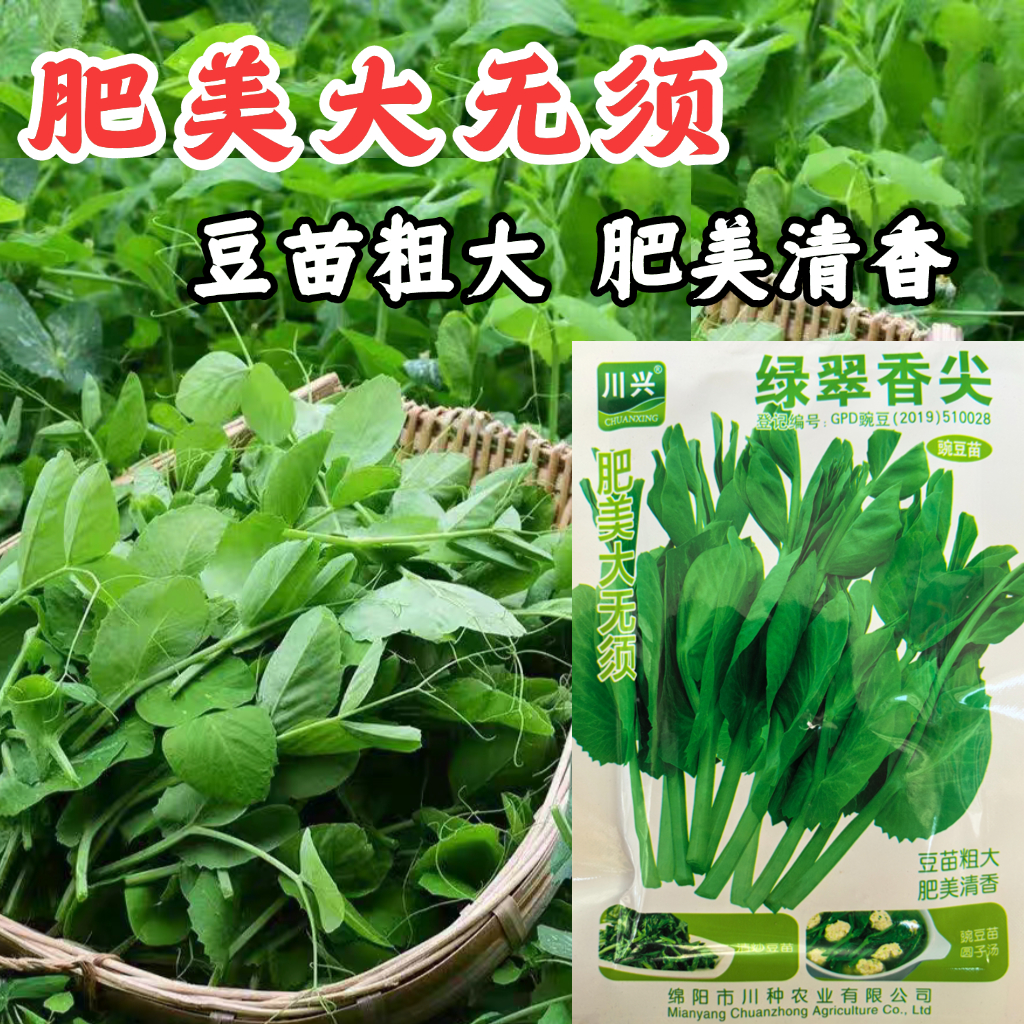 豌豆苗种子肥美大无须青豌豆苗四川水培碗豆尖种籽四季蔬菜种子籽