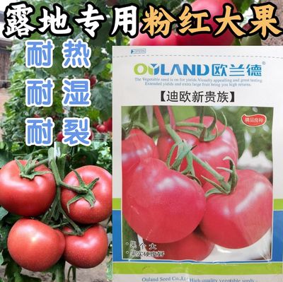 露地番茄抗病耐裂耐热欧兰德春夏