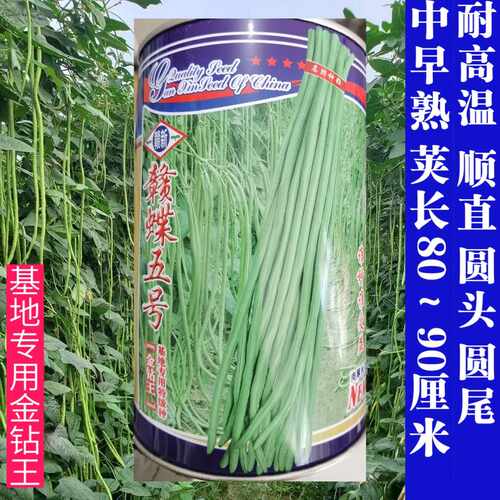 耐热抗高温豇豆种子翠绿耐湿高产