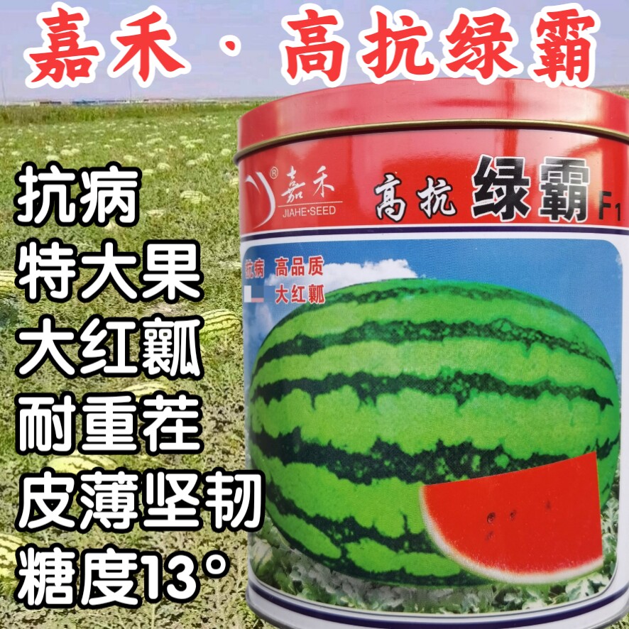 西瓜种子甜脆嘉禾大果