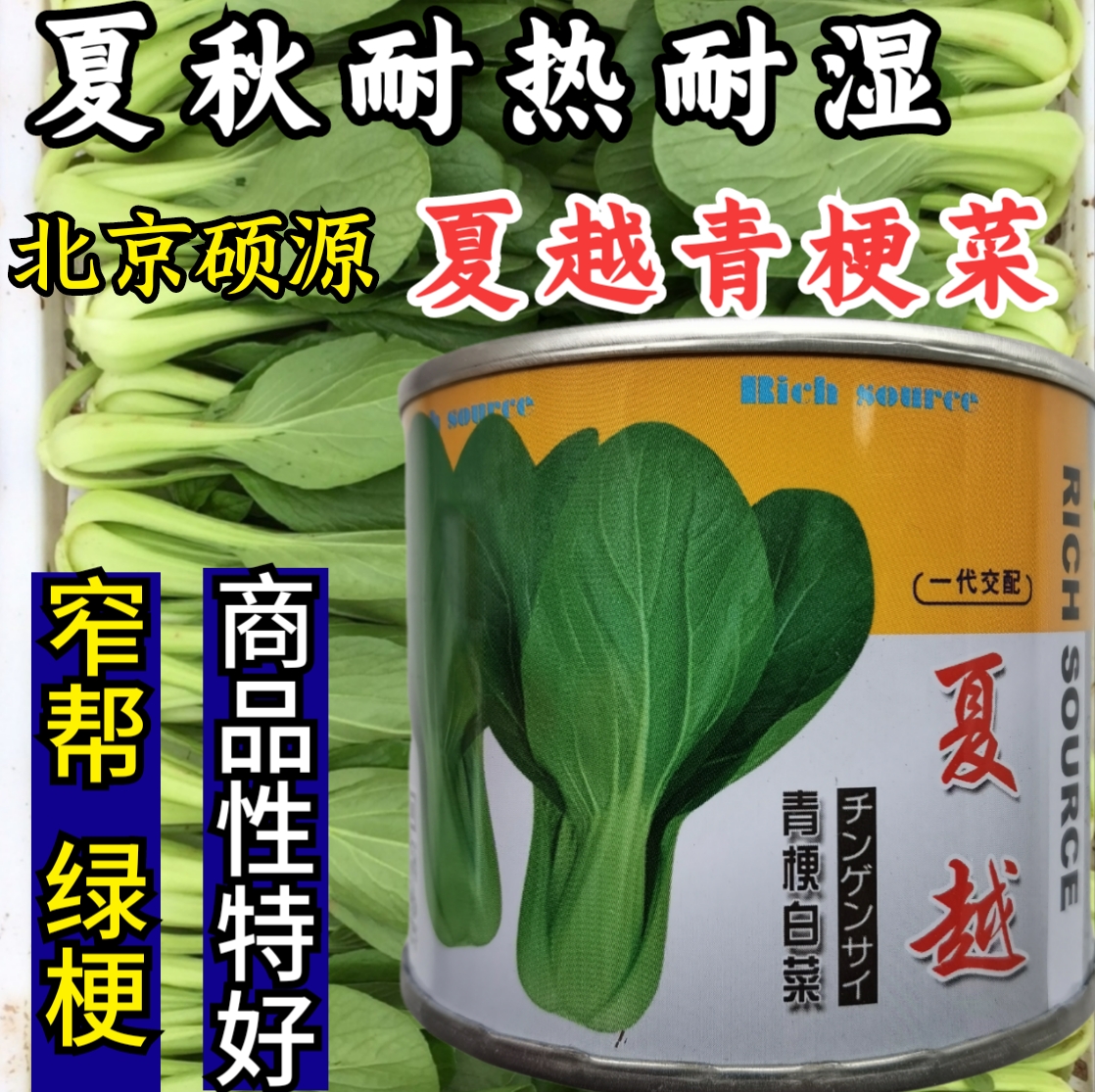 耐热耐湿青梗菜小油菜硕源